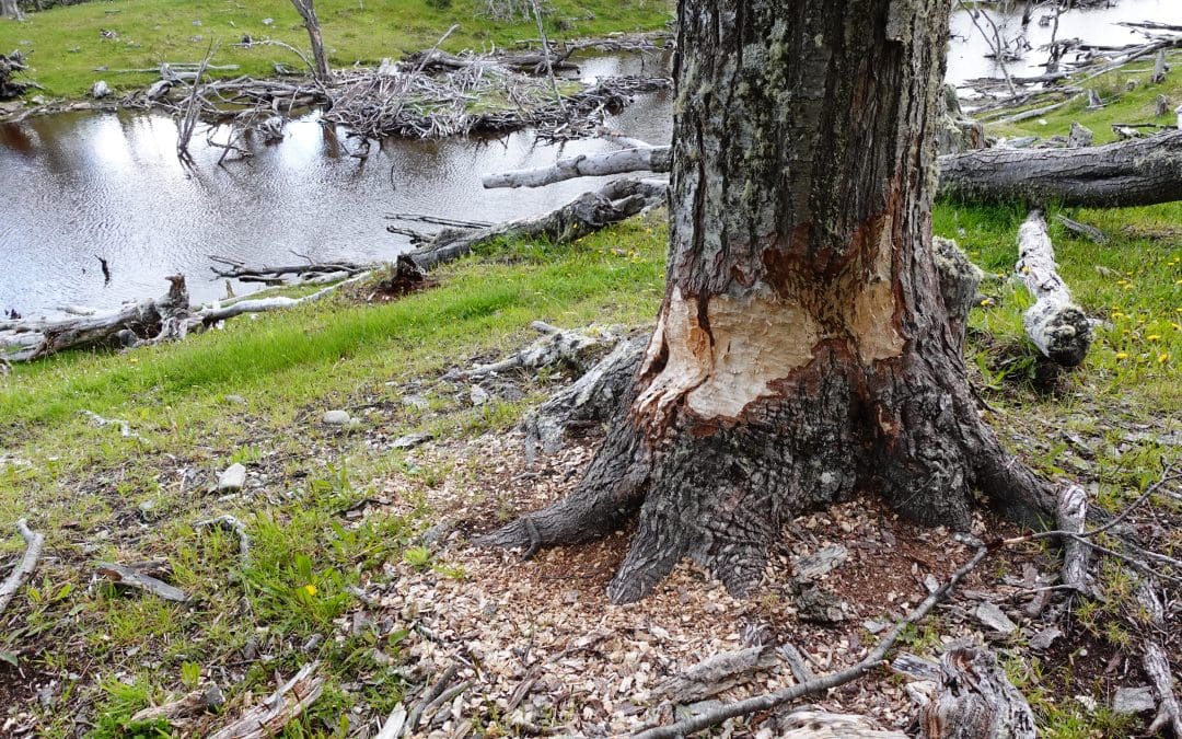 Beavers