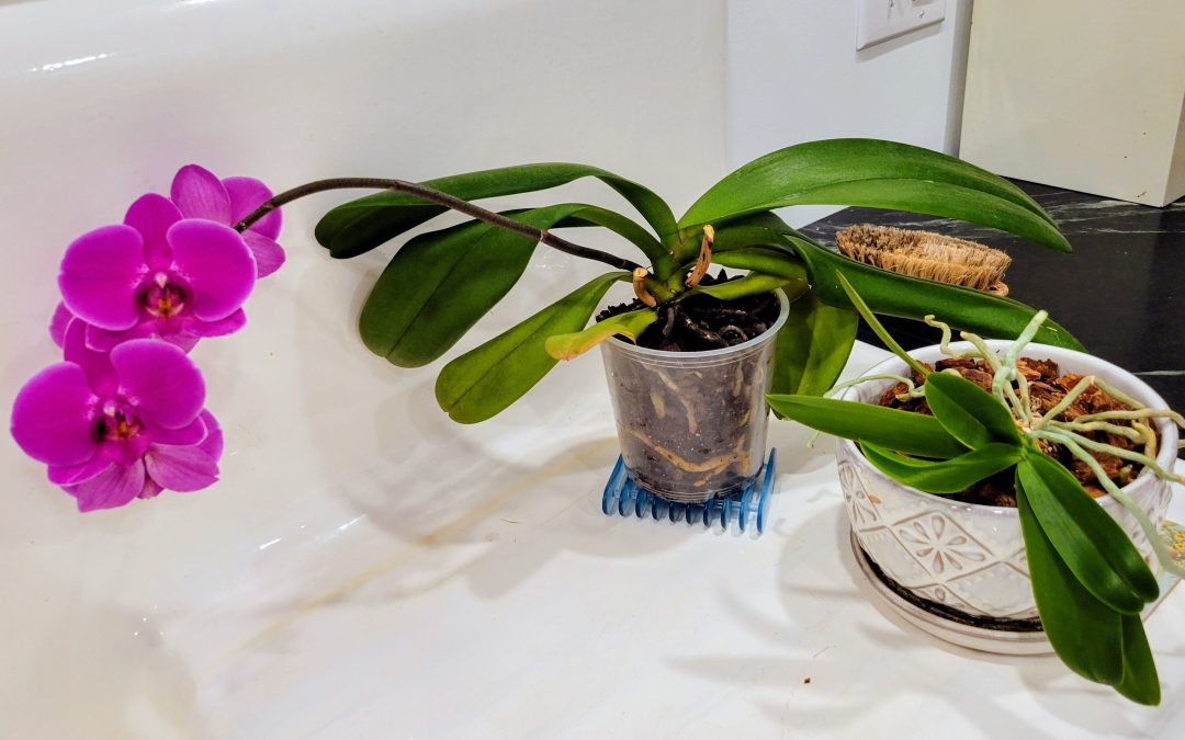 Orchid