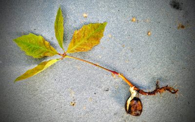 A Mighty Oak