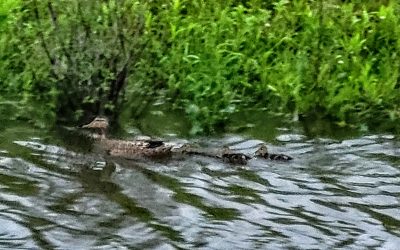 Duck Family