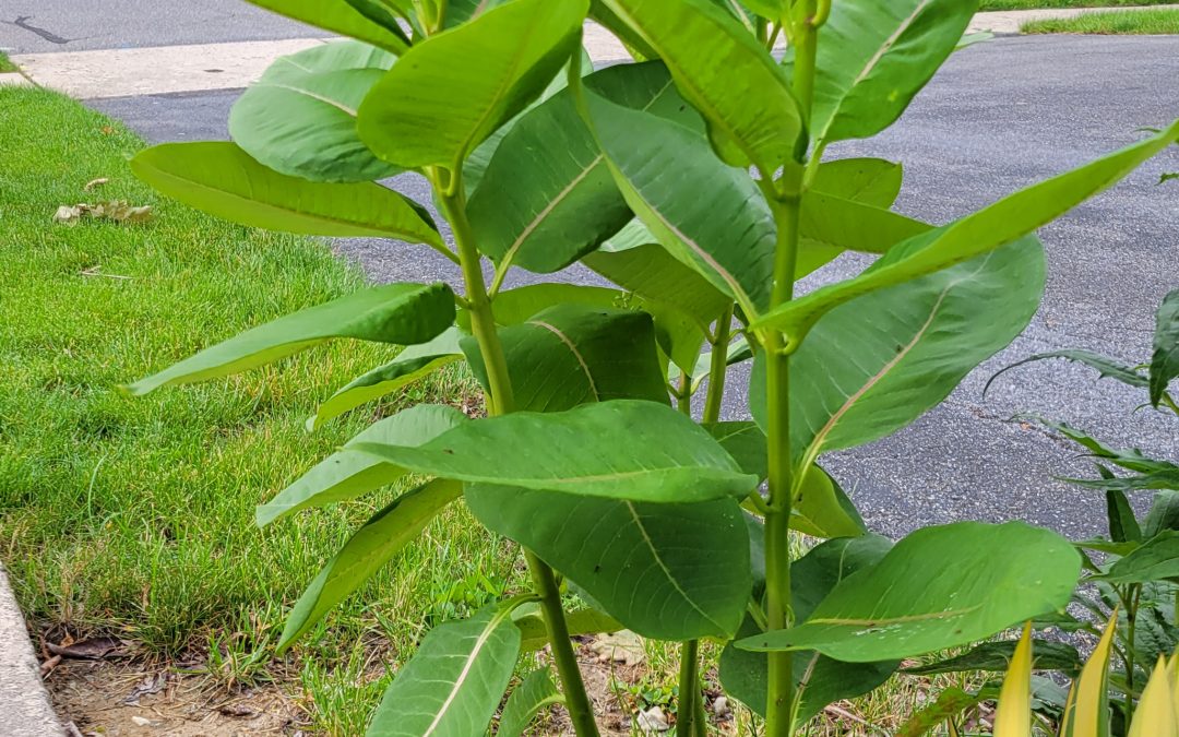 Native Milkweeds