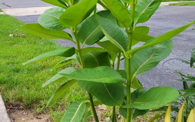 Native Milkweeds