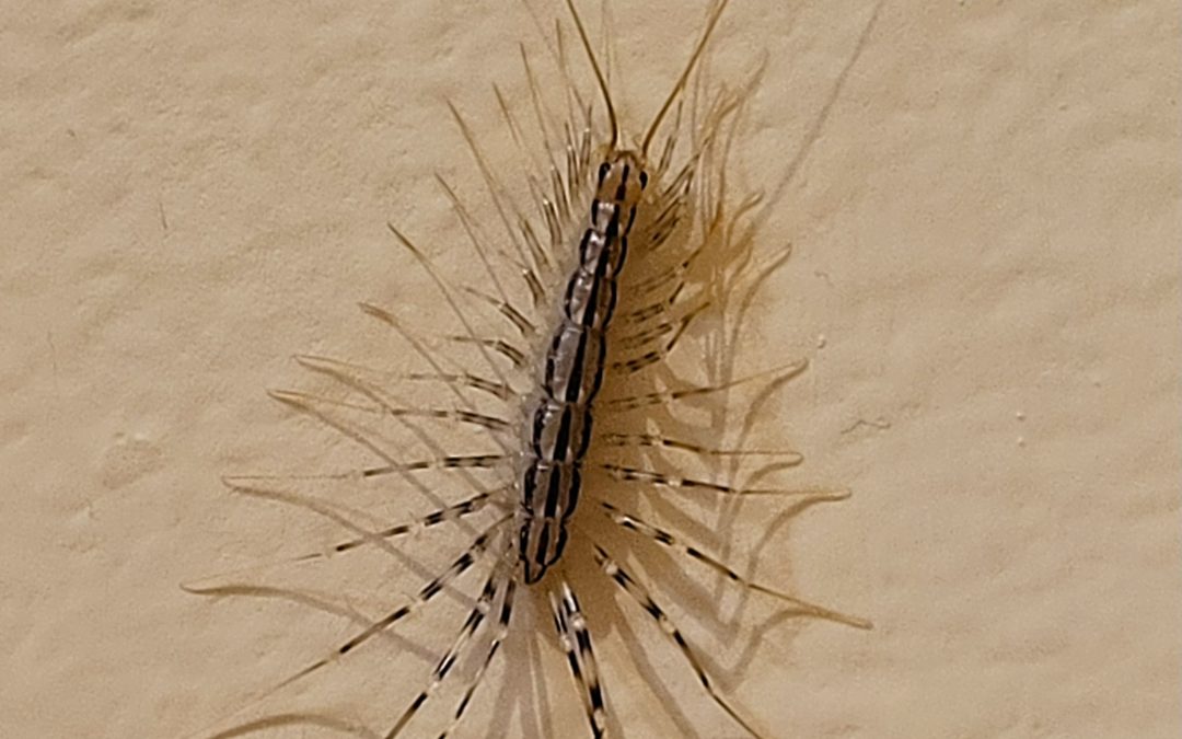 House Centipedes
