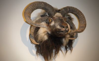 A bunch of photos of some random experiences we had at a museum.