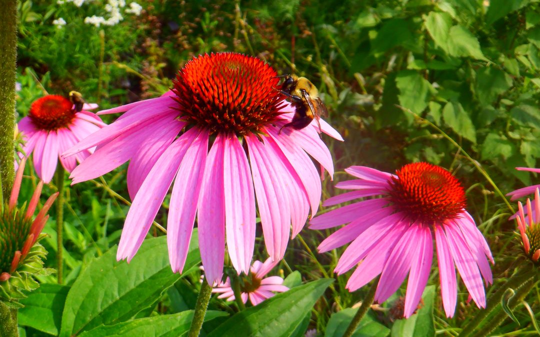 Cone Flowers
