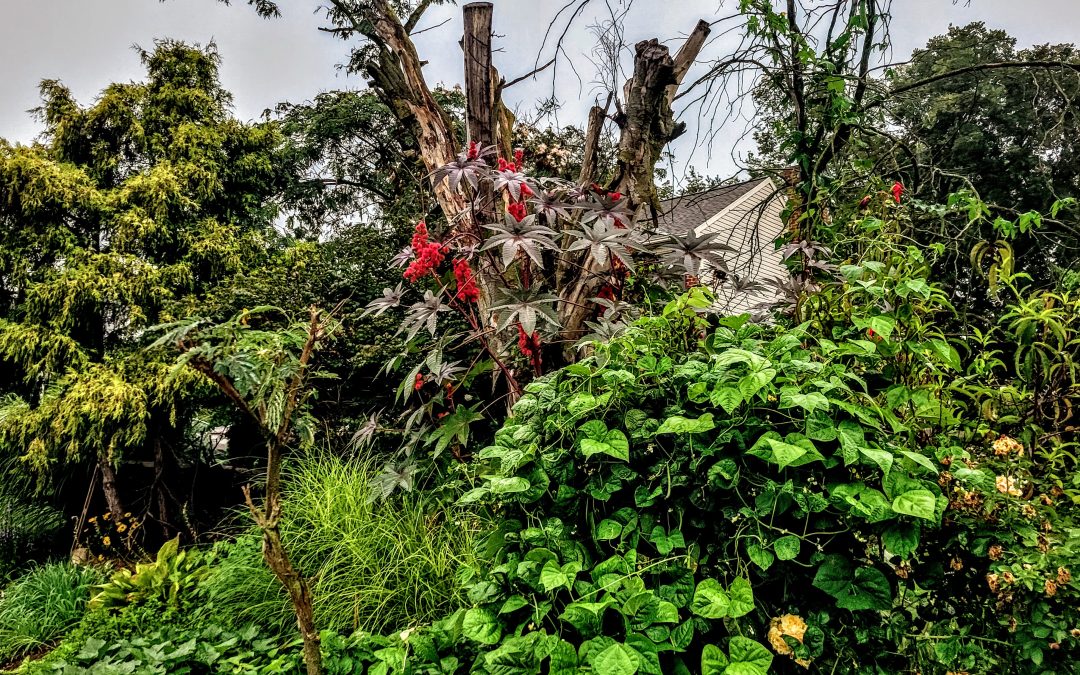 Overgrown Summer