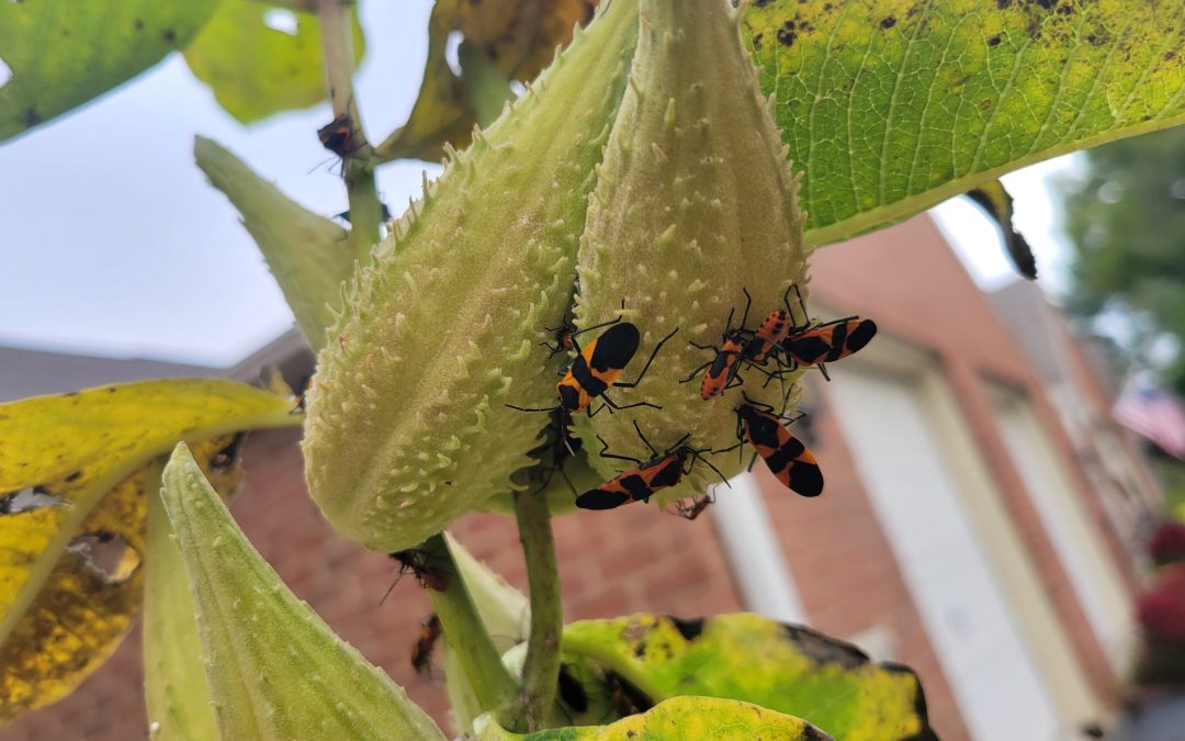 Milkweed Bugs