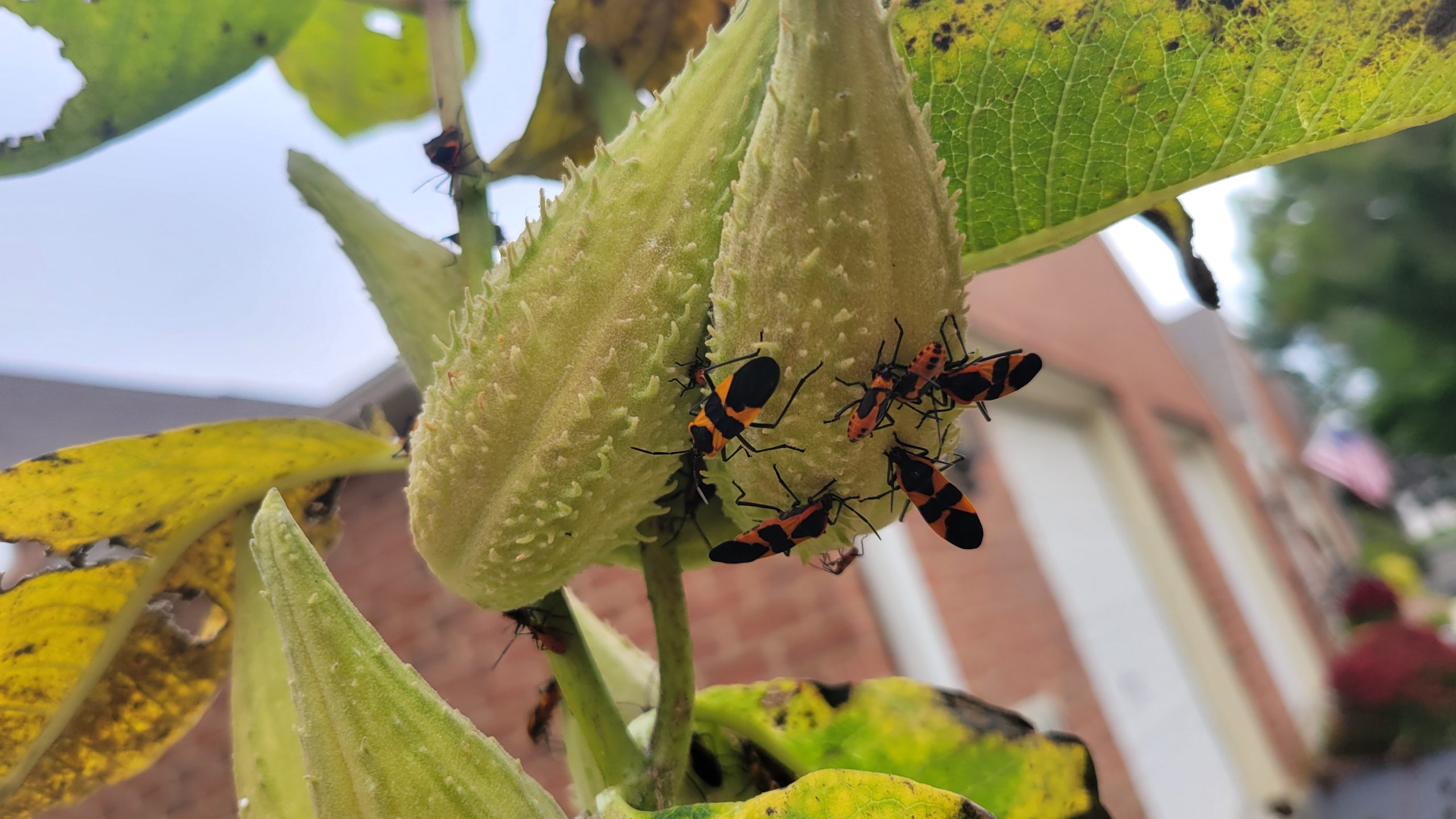 Milkweed Bugs