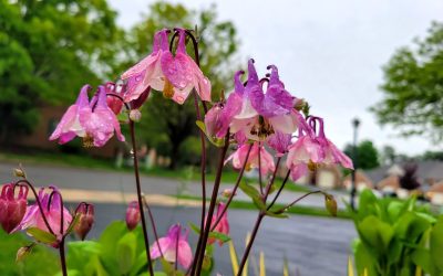Columbine