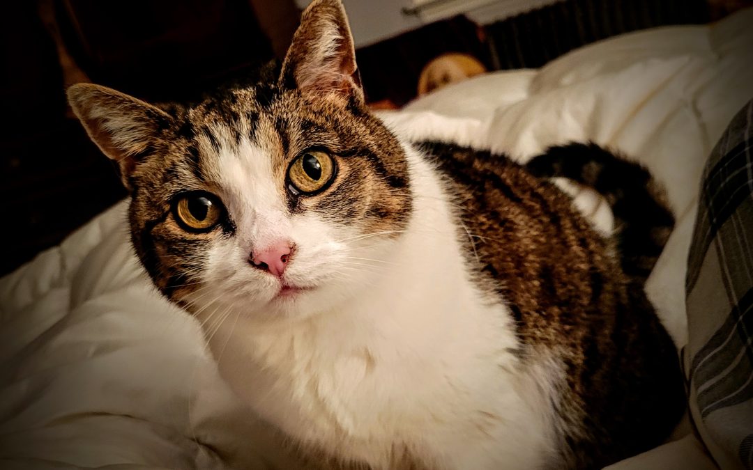 The cat Peony