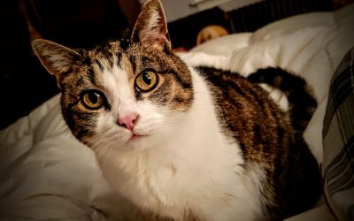 The cat Peony
