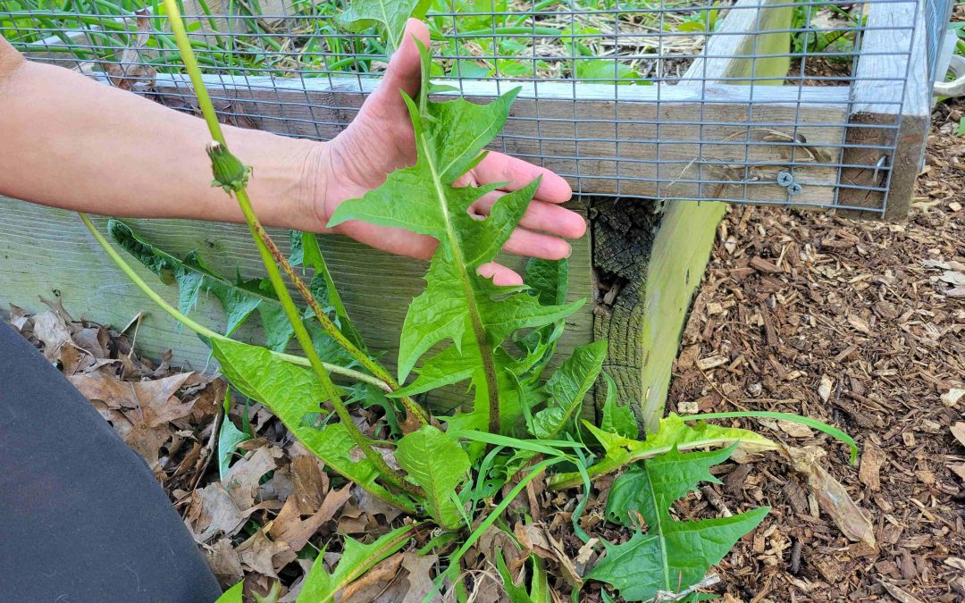 Huge Dandelion