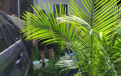 Helping Jody get some Plants