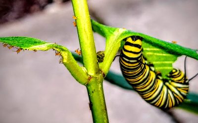 My milkweed