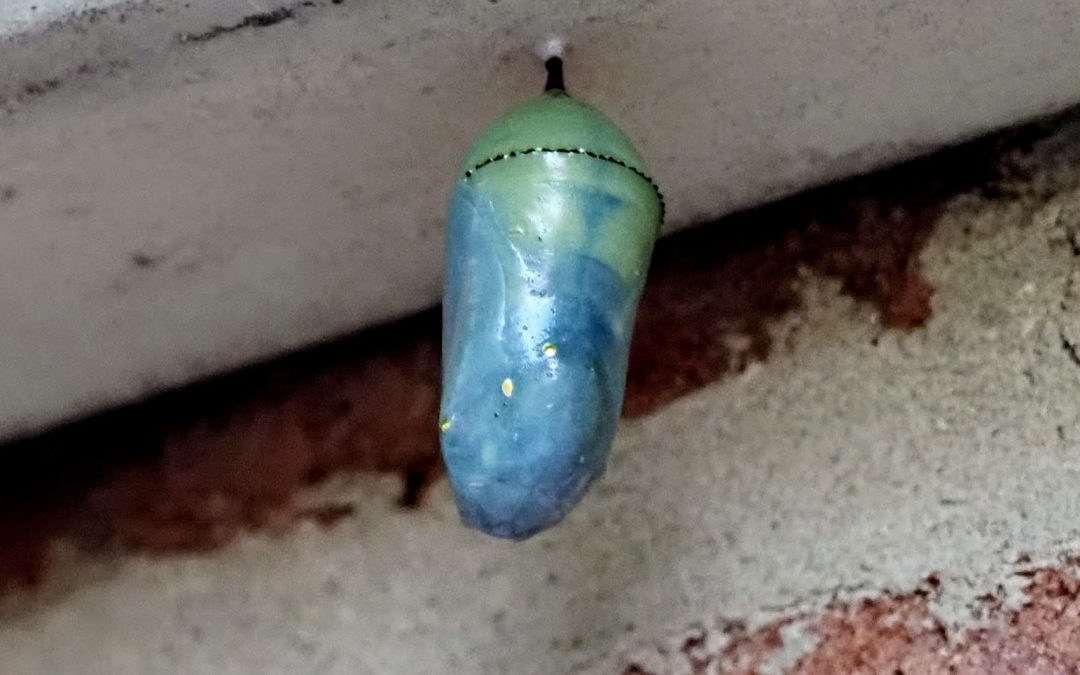 Caterpillars part 2
