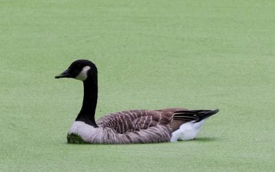 I saw these Geese in a Green Pond Today